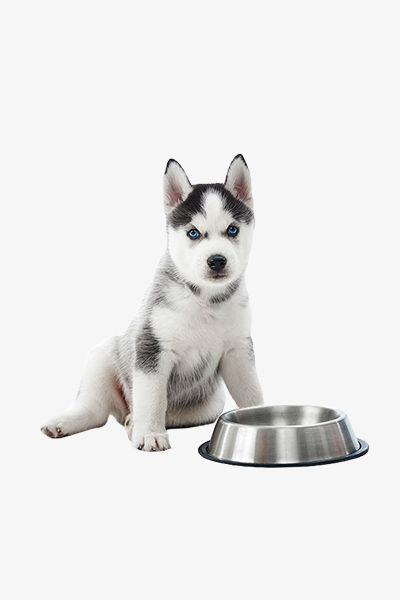 Pet Feeder