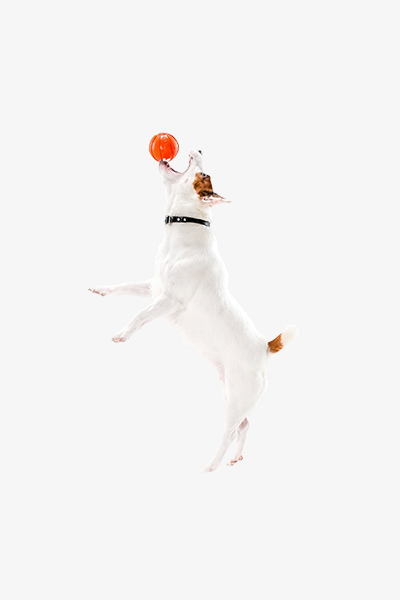 Pet Balls