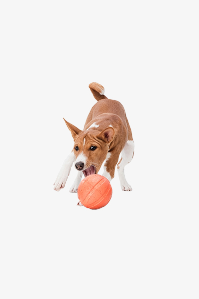 Pet Toys 2