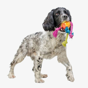 Pet Accessories