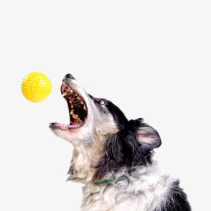 Pet Toys