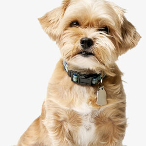 Pet