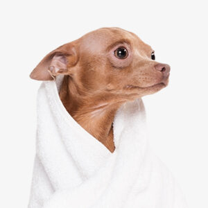 Pet Clothes