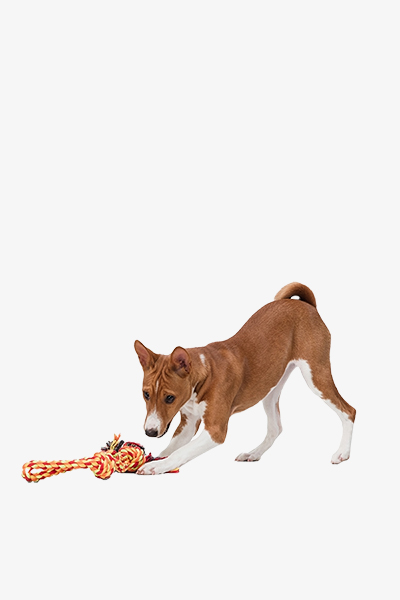 Pets Leash